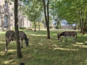 Médiation animale EHPAD Kersaudy de St Pol